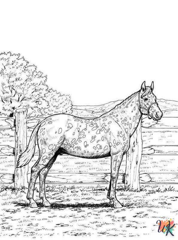 Cavallo 51