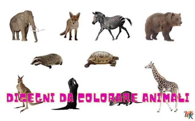 Animali 1 Disegni da colorare Animali