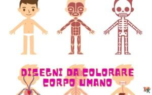 Corpo umano