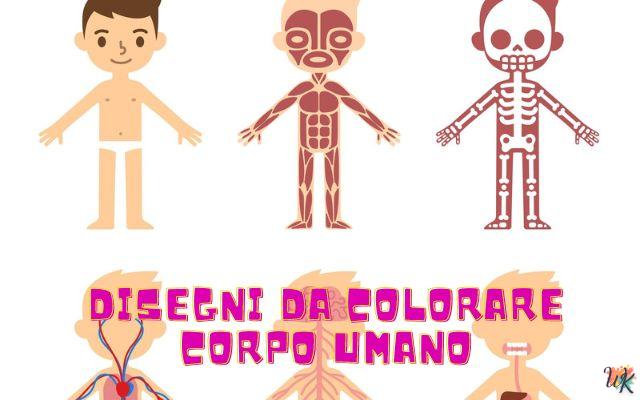 Corpo umano 1 Disegni da colorare Corpo umano