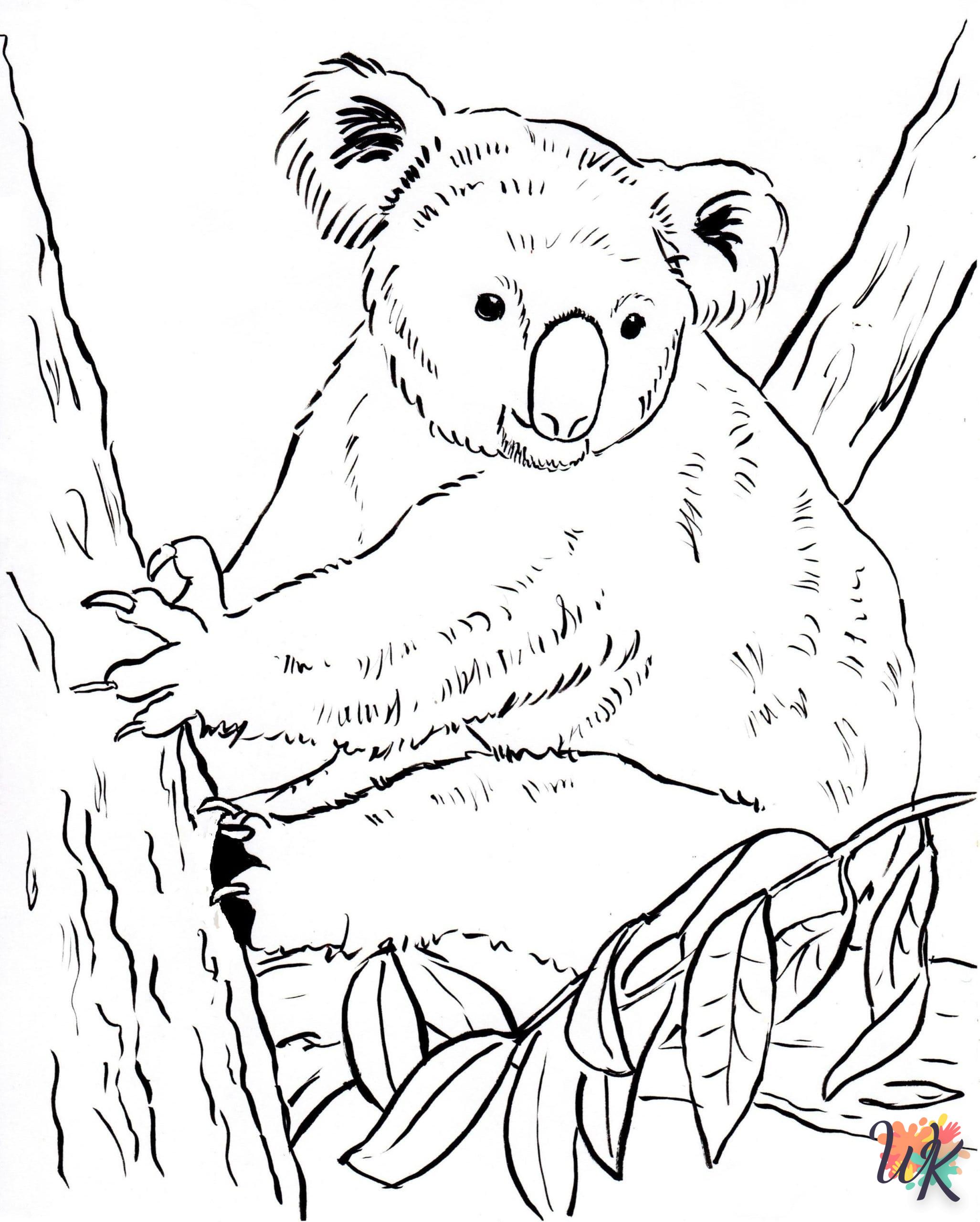 Koala 14