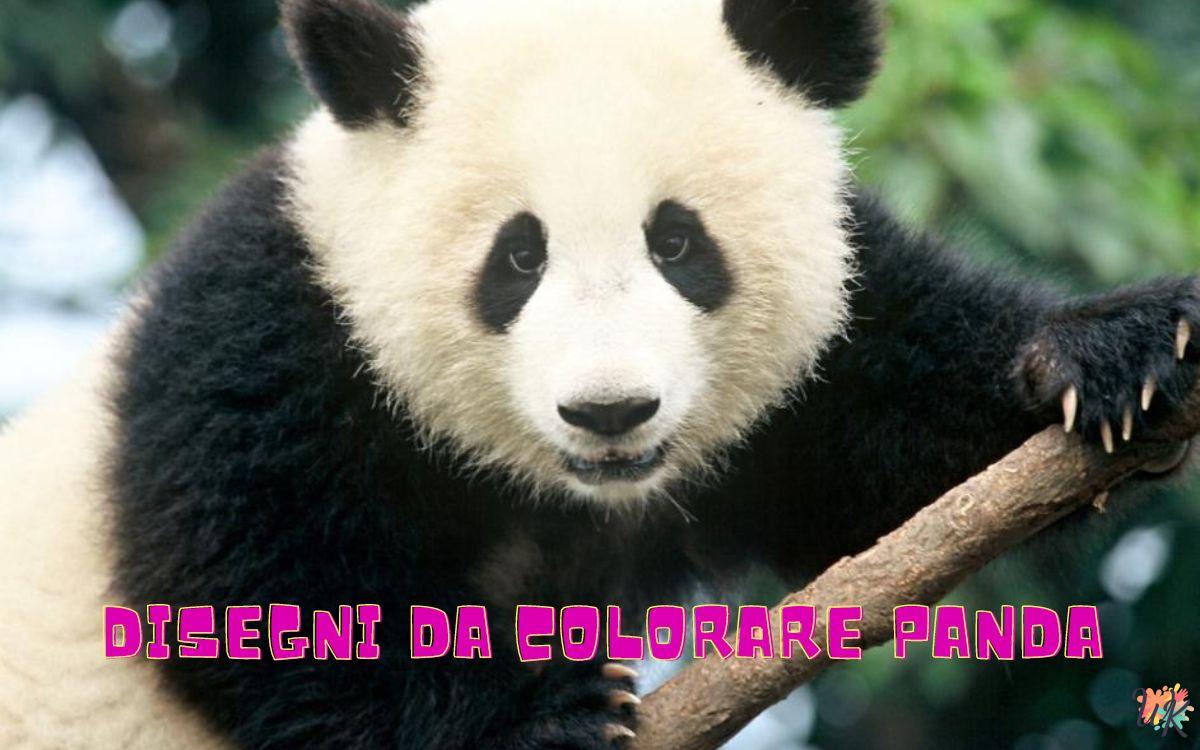 Disegni da colorare Panda