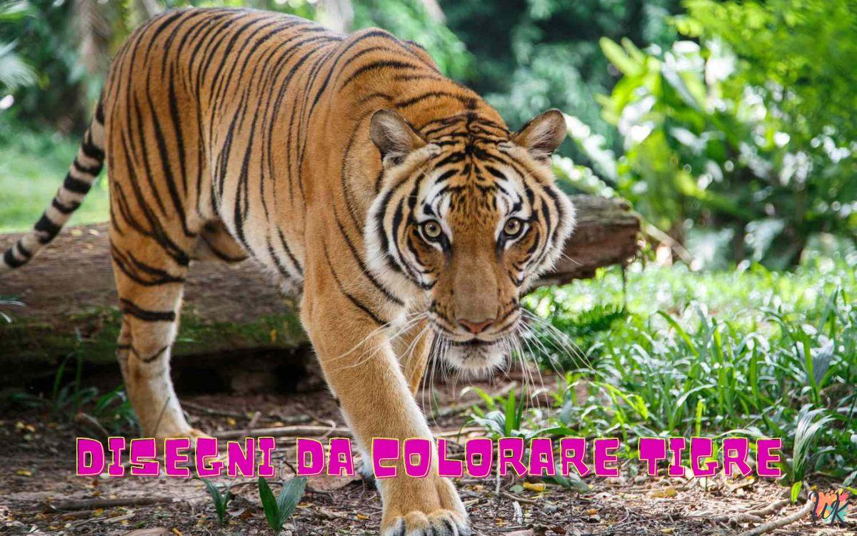 Tigre 1 Disegni da colorare Tigre