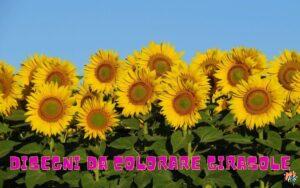 Girasole