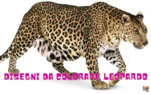 Leopardo