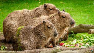 Capibara