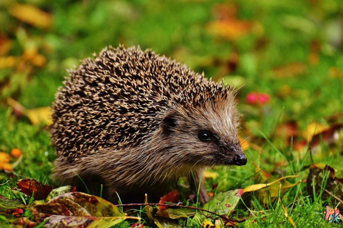 Riccio 1 Disegni da colorare Riccio